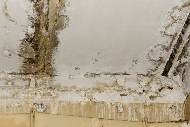 Mold Remediation for Rental Properties